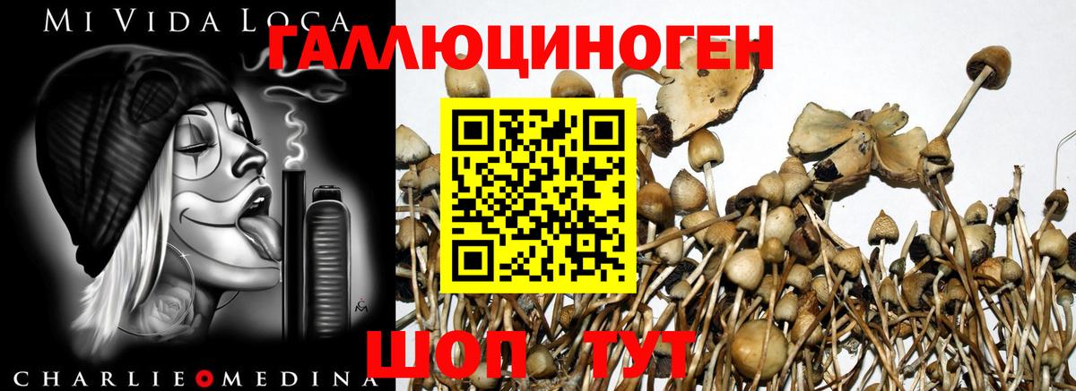 Галлюциногенные грибы Magic Shrooms  Вход с VPN  сколько стоит  Барнаул  Галлюциногенные грибы GOLDEN TEACHER 