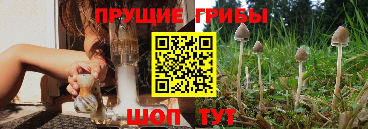 Галлюциногенные грибы Cubensis Барнаул